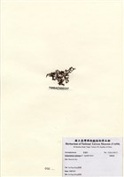 藏品(網胰藻)的圖片